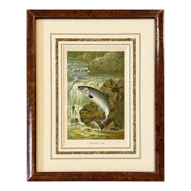 Salmon Leap Antique Sporting Fish Print, Circa 1899, Framed For Sale