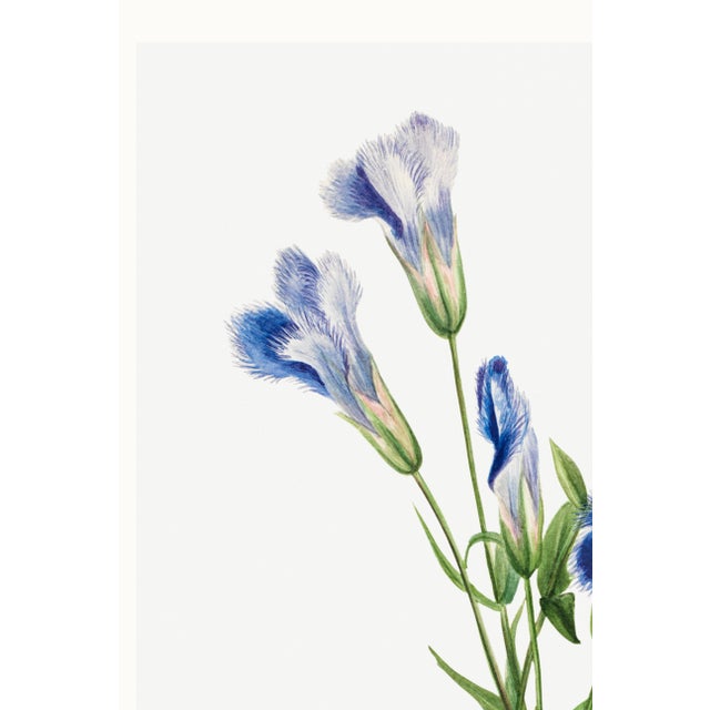 Fringed Gentian, Vintage Botanical Art Print Reproduction by Mary Vaux Walcott, 24" X 36" For Sale In Buffalo - Image 6 of 9