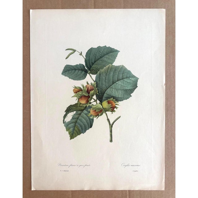 Up for sale is this gorgeous vintage print by PJ Redoute, one of several we are currently listing which were originally...