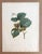 Up for sale is this gorgeous vintage print by PJ Redoute, one of several we are currently listing which were originally...