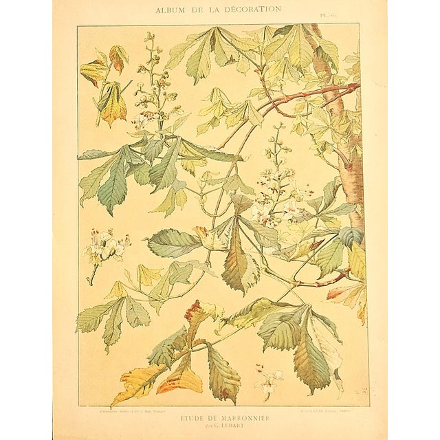 French 1900 Set of 2 Antique Botanical Lithographs- Chestnut Trees For Sale - Image 3 of 5