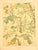 French 1900 Set of 2 Antique Botanical Lithographs- Chestnut Trees For Sale - Image 3 of 5