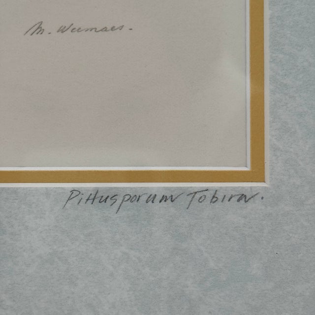 1980s Margot Weemaes 1981 Pittosporum Tobira Botanical Portfolio Print For Sale - Image 5 of 12