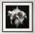 39' X 39' - 'Brugmansia Flower' #2 - Black and White Botanical Photography Print For Sale - Image 4 of 5