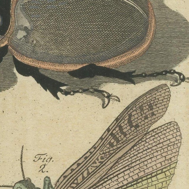 Beige Bertuch, Hercules Beetle and Lantern Fly, 1805, Print For Sale - Image 8 of 12