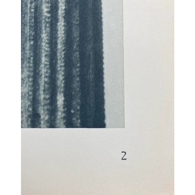 Framed Vintage Botanical Blossfeldt Print - No. 2 For Sale - Image 4 of 5