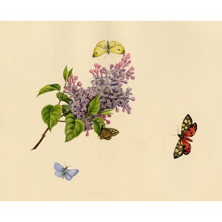 Louisa Hare, Butterflies on Lilac Flower, Watercolour For Sale