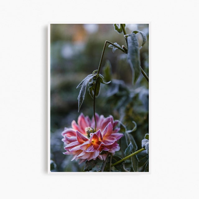 Contemporary 'First Frost / Final Bloom' Set of Botanical Photographs, Floral Art Series of Four 12 X 18" Fine Art Photography Prints For Sale - Image 3 of 7