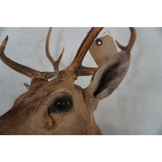 Spotted Deer Head & Bust Mount For Sale - Image 10 of 15