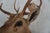 Spotted Deer Head & Bust Mount For Sale - Image 10 of 15