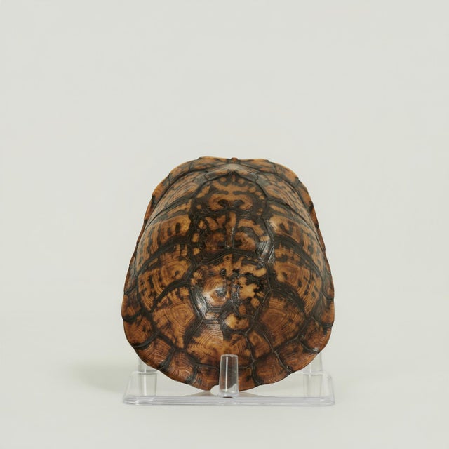 Antique Petite Box Turtle Shell For Sale - Image 10 of 13