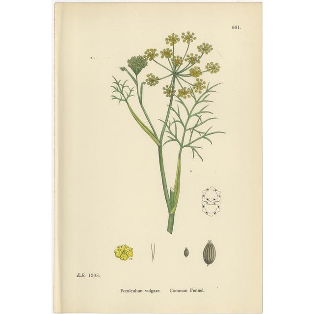 After Sowerby, English Botanical Plates of British Wildflowers & Herbs, Prints, Set of 6 For Sale - Image 3 of 9