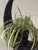 1970s Hanging Swag Silk Fern in Black Basket For Sale In San Francisco - Image 6 of 10