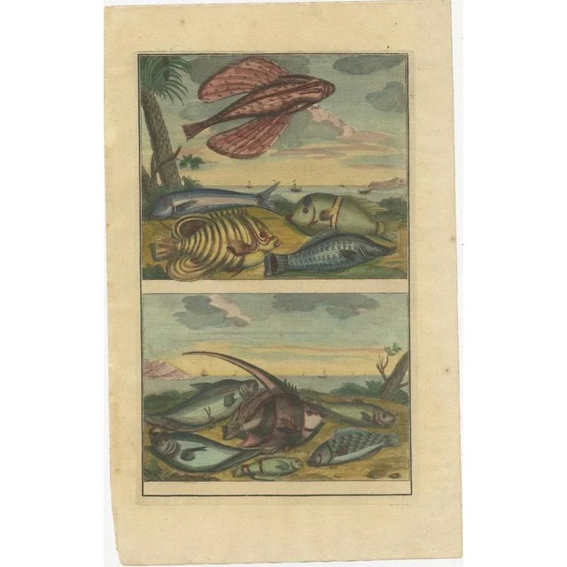 Various Fish Species and Other Marine Life, 1726, Paper, Set of 12 For Sale - Image 14 of 14