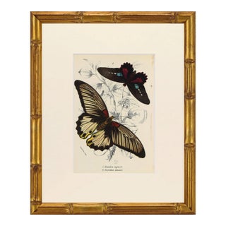 19th Century Antique English Butterfly Print 1897 For Sale