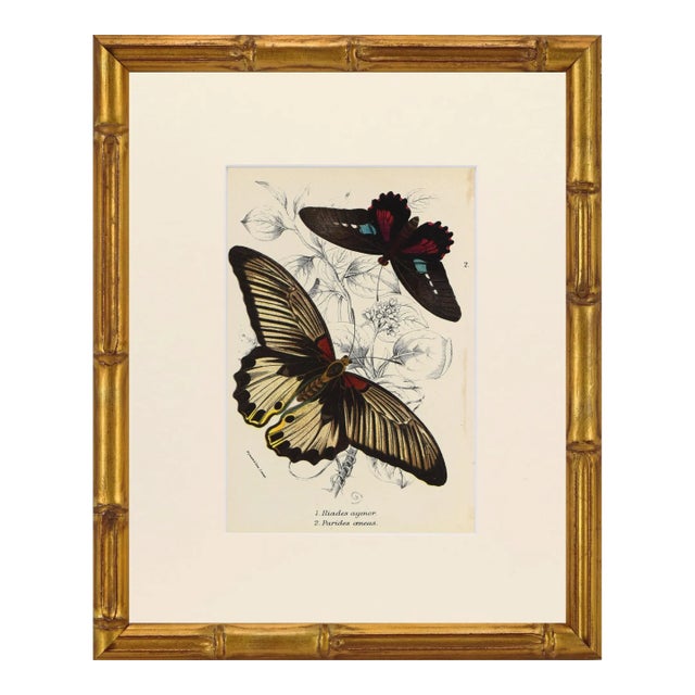 19th Century Antique English Butterfly Print 1897 For Sale