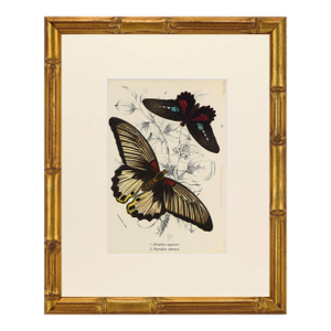 19th Century Antique English Butterfly Print 1897