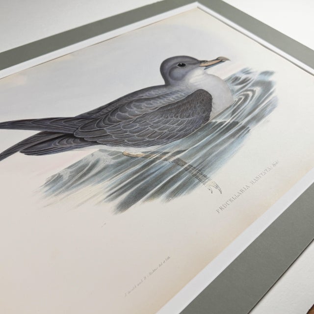 Paper Rare Gould Pattern Gallery, 19th Century Hand-Colored Lithographs From John Gould’s Birds of Australia | Custom Mat Selection - Set of 6 For Sale - Image 7 of 18
