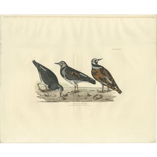 Depiction of the Common Turnstone, Seasonal and Sexual Plumage Variations, 1826, Print For Sale