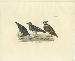 Depiction of the Common Turnstone, Seasonal and Sexual Plumage Variations, 1826, Print