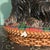 Jeffrey Banks Home David’s Cookies Scottish Terrier Scottie Cookie Jar For Sale - Image 10 of 12