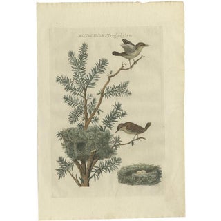 Sepp & Nozeman, Bird Illustration of the Eurasian Wren, 1789, Print For Sale