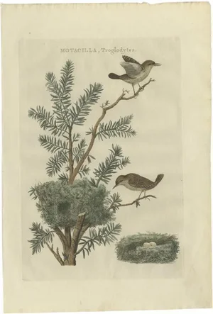 Sepp & Nozeman, Bird Illustration of the Eurasian Wren, 1789, Print