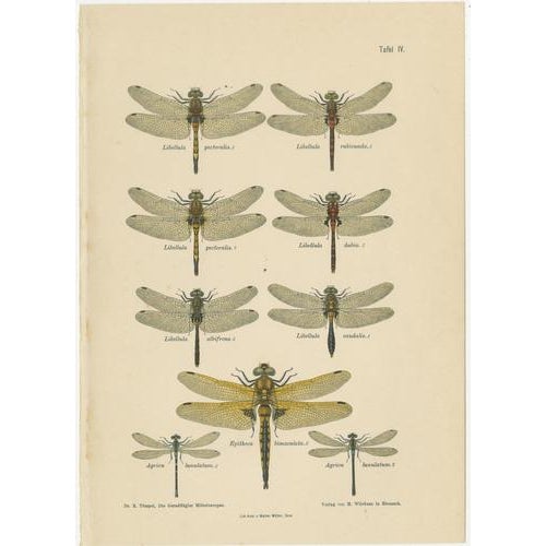 1900 - 1909 Dragonfly Lithographs from Die Geradflügel Mitteleuropas, 1908, Set of 3 For Sale - Image 5 of 13