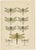 1900 - 1909 Dragonfly Lithographs from Die Geradflügel Mitteleuropas, 1908, Set of 3 For Sale - Image 5 of 13
