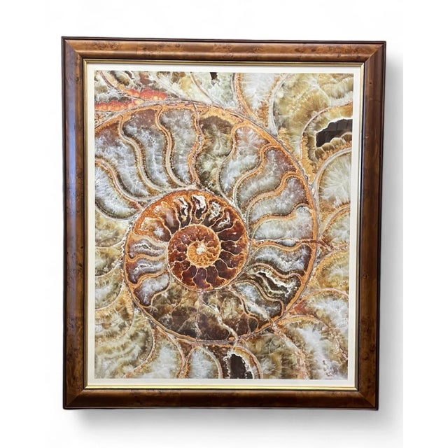 Realism Trowbridge Gallery Ben Wood Agate Nautilus Set of 3 For Sale - Image 3 of 10