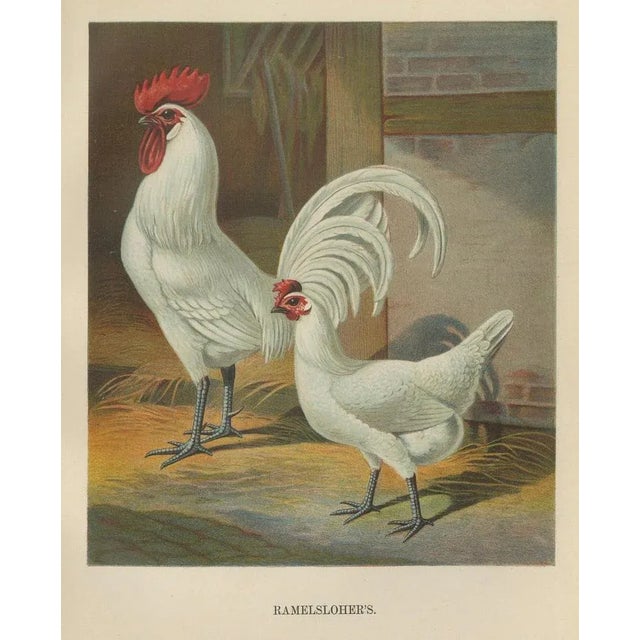 Late 19th Century Christian Förster, The Distinguished Ramelsloher Chicken, 1888, Lithograph, Print For Sale - Image 5 of 10