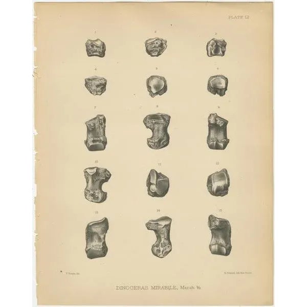 Marsh, Paleontology Illustrations of a Dinoceras Mirabile, 1886, Prints, Set of 3 For Sale - Image 3 of 5