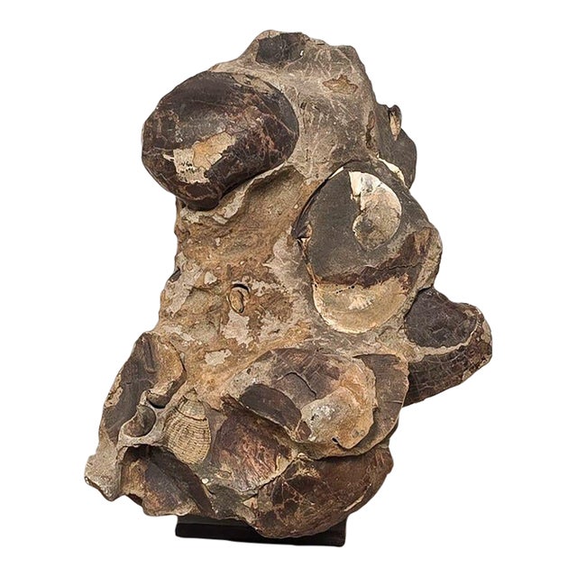 Large Ancient Concretion of Fossilized Shells & Sediment, Likely Cambrian Period For Sale