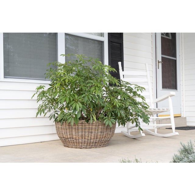Artifacts Rattan Round Belly Planter with Black Plastic Insert, Natural, 28.50" For Sale - Image 12 of 12
