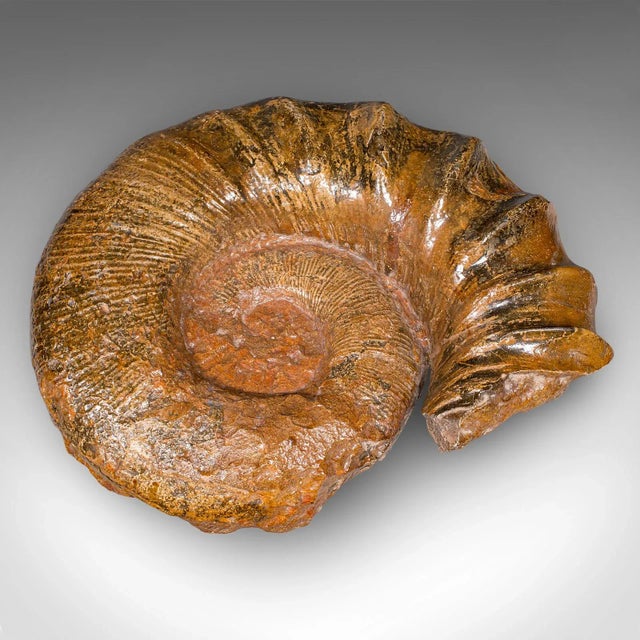 Brown Large Ammonite Specimen, Natural History, Jurassic Fossil, Antique Presentation For Sale - Image 8 of 12