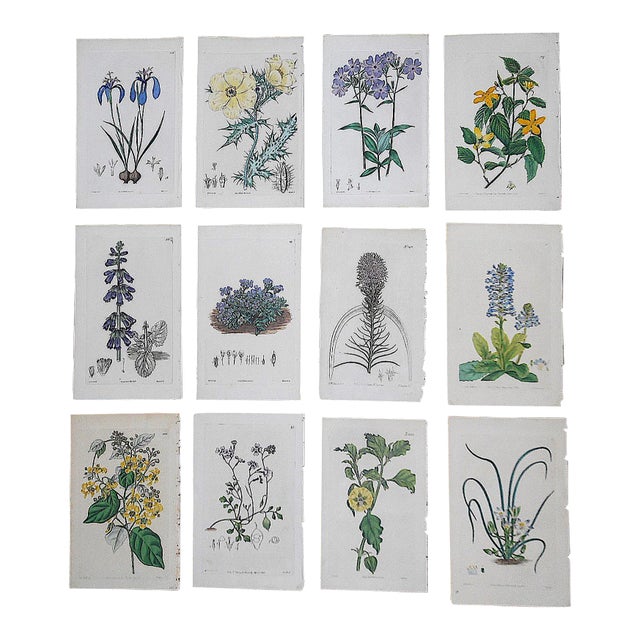Antique 19th Century Botanical Engravings-Hand Color-Set of 12 For Sale