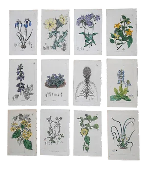 Antique 19th Century Botanical Engravings-Hand Color-Set of 12