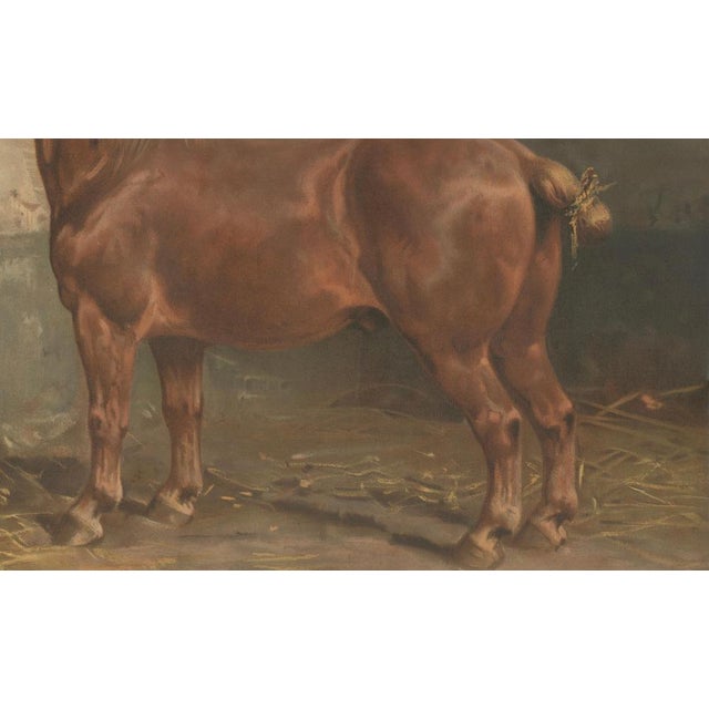 Late 19th Century After Eerelman, Suffolk Punch Horse Portrait, 1898, Lithograph For Sale - Image 5 of 10