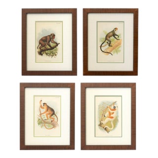 Framed Natural History Primate Chromolithographs in Wood Frames, S/4 For Sale