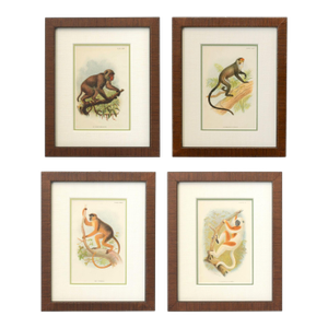 Framed Natural History Primate Chromolithographs in Wood Frames, S/4