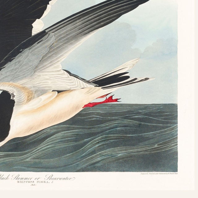 Black Skimmer, Vintage Art Print Reproduction From Birds of America by John James Audubon, 24" X 24" For Sale - Image 10 of 10