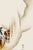 Paper 1887 Japanese Tiger Fine Art Print by Shibata Zeshin - 24" X 36" For Sale - Image 7 of 10