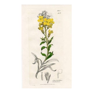 1840s, Wallflower Botanical Print by James Sowerby, Original Antique Botanical Engraving, England For Sale