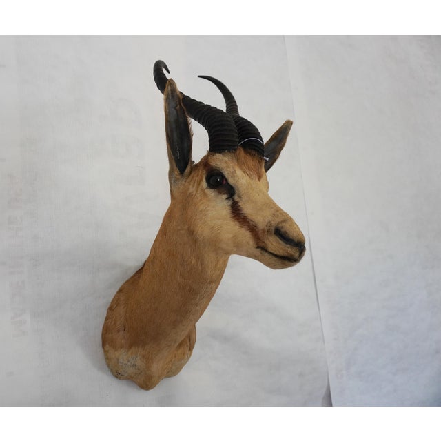 Springbuck Taxidermy Mount Bust Head For Sale In Los Angeles - Image 6 of 15