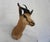 Springbuck Taxidermy Mount Bust Head For Sale In Los Angeles - Image 6 of 15