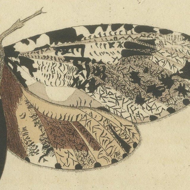 Bertuch, Two Large Exotic Moths, 1815, Print For Sale - Image 6 of 12