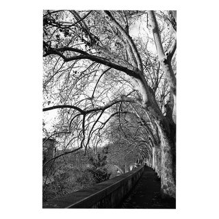 Paul Cooklin, Treeline, River Tiber, Rome, Edition of 50 For Sale