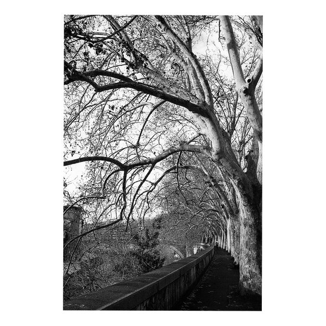 Paul Cooklin, Treeline, River Tiber, Rome, Edition of 50 For Sale