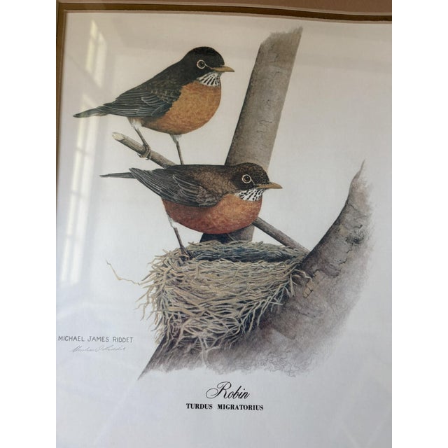 John James Audubon Vintage Robin Bird Reproduction Print Michael James Riddet Ornithology Wall Art Wood Frame For Sale - Image 4 of 14