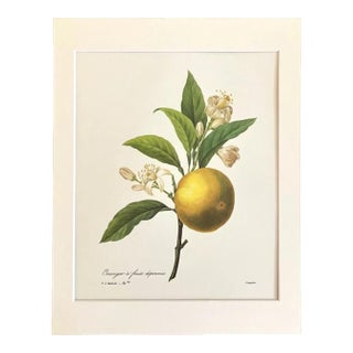 Vintage P J Redouté Print in 11x14 Mat - "Oranger à fruits déprimés", Orange For Sale